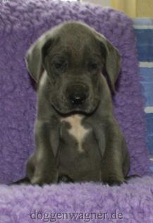 Deutsche Doggen Welpen vom Hause Wagner