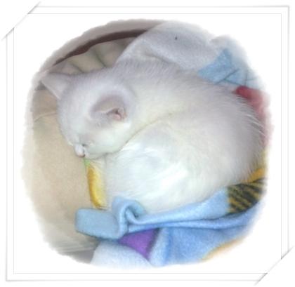 Zauberhafte BKH Polarbärchen