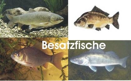 Koi - Teichfische - Besatzfische // Fischfarm Eske