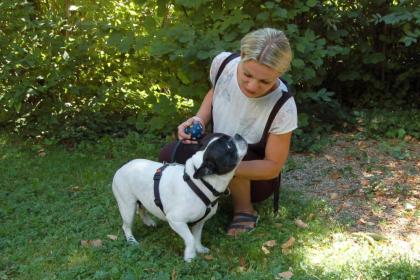 COCOLINA - Französische Bulldogge - 8 Jahre - Tierhilfe-Franken e.V.