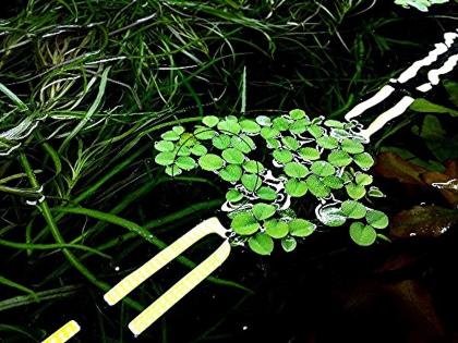 Schwimmfarn, Wasserpflanzen (Versand/ Abholung)