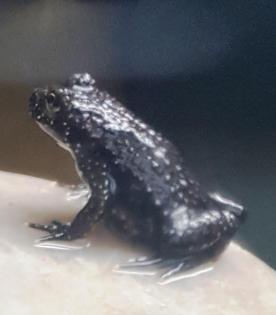 Gelbbauchunke (Bombina variegata) Nachzuchten