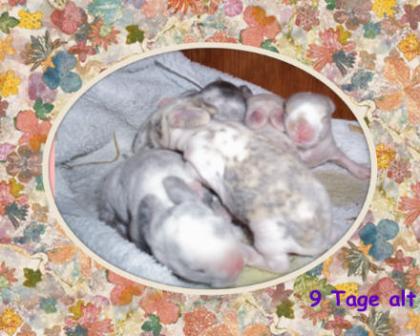 Junge Zwergwidder aus Hobbyzucht