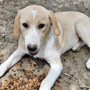 Solea sucht ein passendes Zuhause