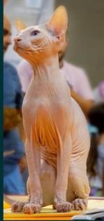 Reinrassige Don Sphynx-Kitten mit Stammbaum und Champion Titeln