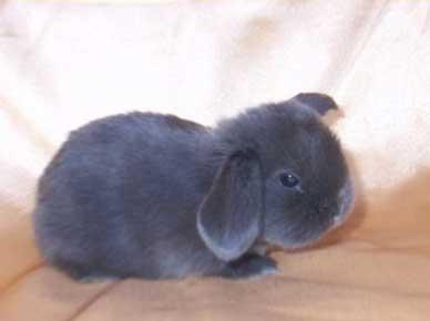 NHD-Miniwidderchen aus liebevoller Hobbyzucht