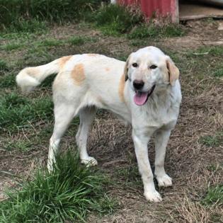 Acira - hat Hummeln im Hintern, kein Couchpotato