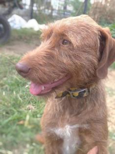 Ella sucht ein passendes Zuhause