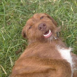 Ella sucht ein passendes Zuhause