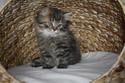 Britisch Langhaarbabys suchen ein liebevolles Zuhause