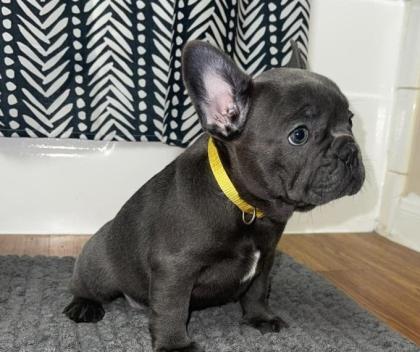 Wunderschöne Französische Bulldoggenwelpen