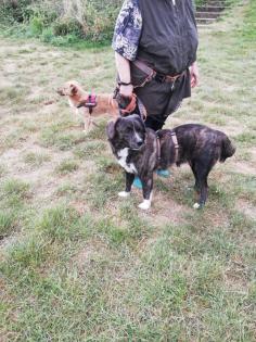 Sinefa sucht ein passendes zuhause-Pflegestelle gefunden