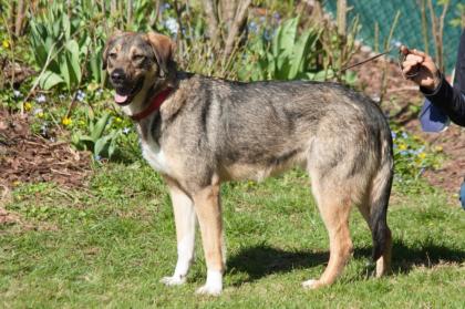 MOSTIE - Mix - 1, 5 Jahre - Tierhilfe-Franken e.V.