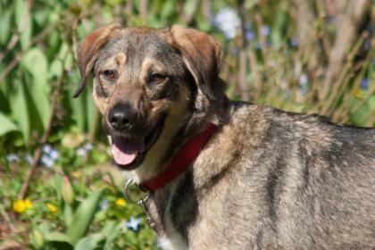 MOSTIE - Mix - 1, 5 Jahre - Tierhilfe-Franken e.V.