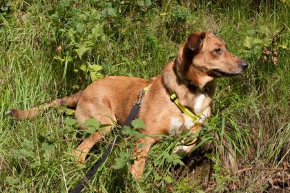 NSCHOTSCHI - Malinois-Aussi-Mix - 7 Monate - Tierhilfe-Franken e.V.
