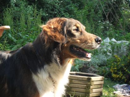 *DOGSITTING* Ich führe gerne täglich ihren Hund 1-3 std aus ! Raum: Ellerbeck/ W