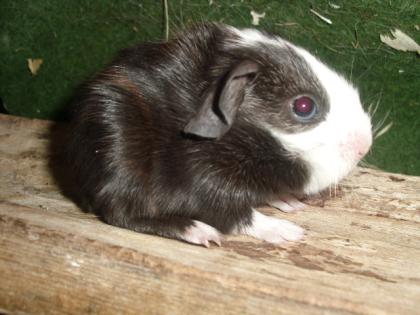 Meerschweinchen Babys und Kastrate abzugeben