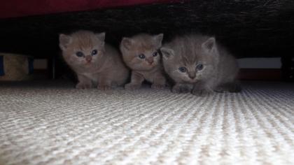 BKH Kitten  