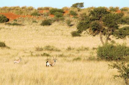 Namibia 2021/ 22 im Mietwagen oder als geführte Kleingruppenreise