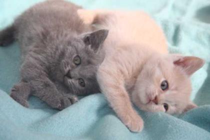 BKH Bärchen in cream u.blau