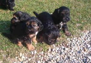 Niedliche Cocker-Tibeth Mischl