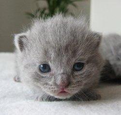 BKH Kitten abzugeben