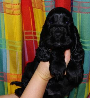 Wunderschöne English Cocker Spaniel Welpen