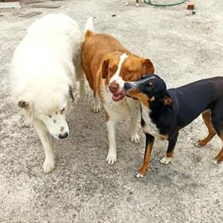 Bitsie - freundlich aber schüchtern auf Körbchensuche