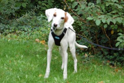 GALA - Mischling - 10 Monate - Tierhilfe-Franken e.V.