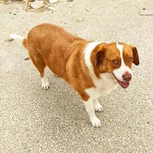 Bitsie - freundlich aber schüchtern auf Körbchensuche