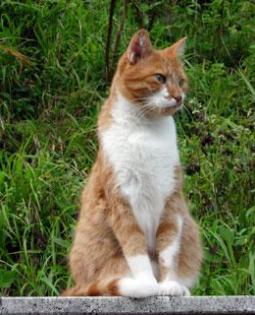 Nur das Beste für Hunde und Katzen - artgerechte, natürliche und gesunde Tiernah
