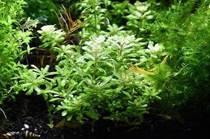 Kleiner Wasserstern, Aquariumpflanzen, Versand