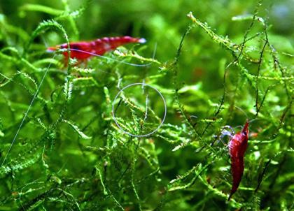 Red Fire Garnele, Zwerggarnele, reinerbig, 9€/ 10 Stck. (Versand/ Abholung)