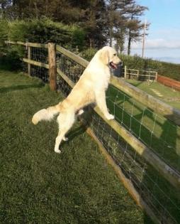 1 Junge und 4 Mädchen – Golden Retriever-Welpen