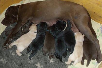 3 Labradorwelpen suchen noch IHRE Familie