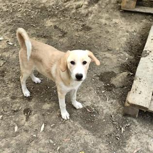 Solea sucht ein passendes Zuhause