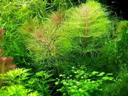 Austr. Sumpffreund (Browns), Bündel (Versand/ Abholung)