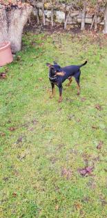 2 Pinscher Jungen