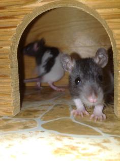 Ratten abzugeben- Jungtiere