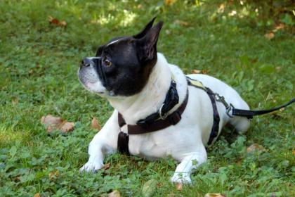 COCOLINA - Französische Bulldogge - 8 Jahre - Tierhilfe-Franken e.V.