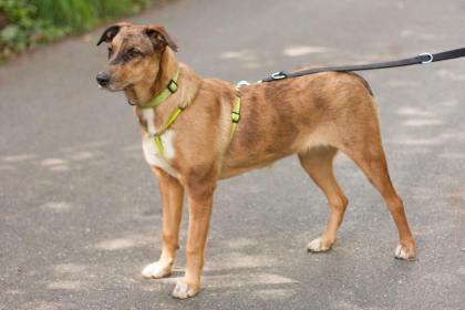 NSCHOTSCHI - Malinois-Aussi-Mix - 7 Monate - Tierhilfe-Franken e.V.