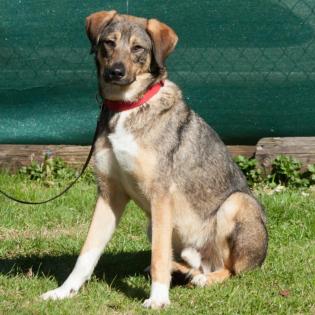 MOSTIE - Mix - 1, 5 Jahre - Tierhilfe-Franken e.V.