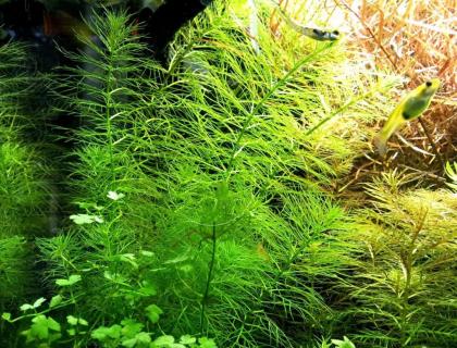 Guyana Tausendblatt, Bündel, Aquarienpflanzen (Versand/ Abholung)