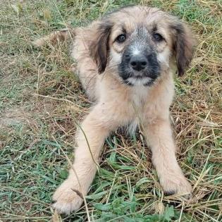 Toffee - kleine aufgeweckte und liebe Maus