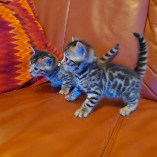 Bengalkitten ab Anfang April abzugeben