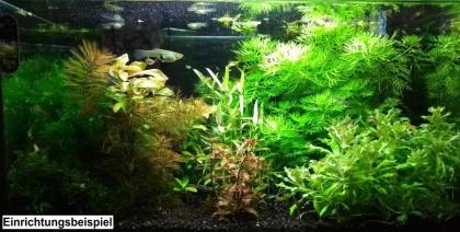 Kleiner Wasserstern, Aquariumpflanzen, Versand