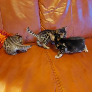 Bengalkitten ab Anfang April abzugeben