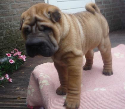 Wunderschöne Sharpei Rüde