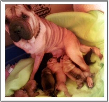 Achtung Sharpei Fan´s  oder die das Individuelle möchten aufgepasst ! Wir haben 