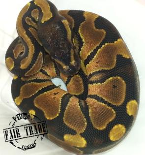 Königspython (Python regius) ENZ 2021